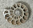 Pyritized Kosmoceras Ammonite Fossil On Argillite #16939-1